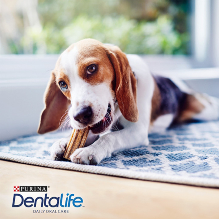 Purina Dentalife perros pequeños, higiene dental perros - Kompymascotas
