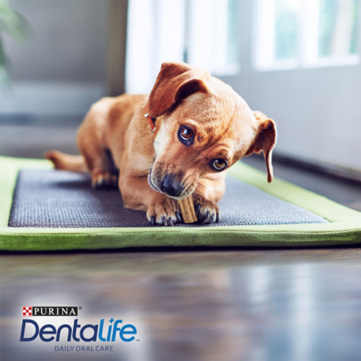 Snacks PURINA DENTALIFE Mini, cuidado bucodental para perros - Kompymascotas