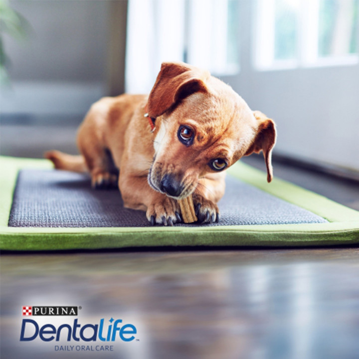 Golosinas para perro, PURINA DENTALIFE Extrasmall Loyalty - Kompymascotas