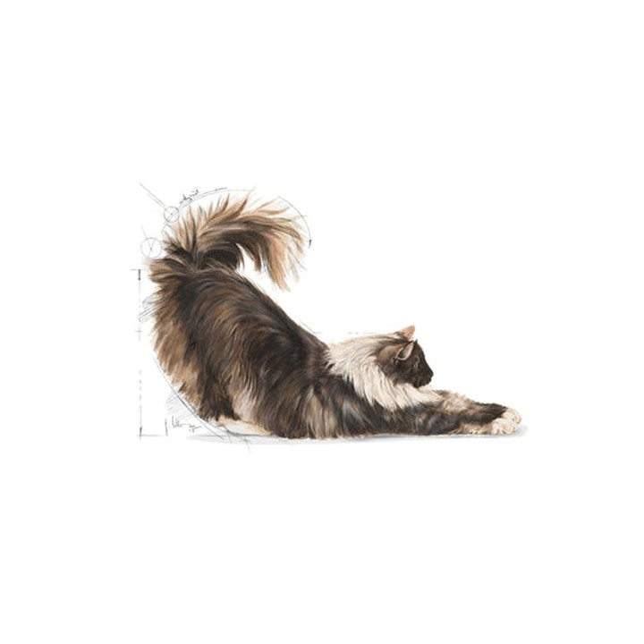 Royal Canin Indoor Long Hair 35 - Kompymascotas