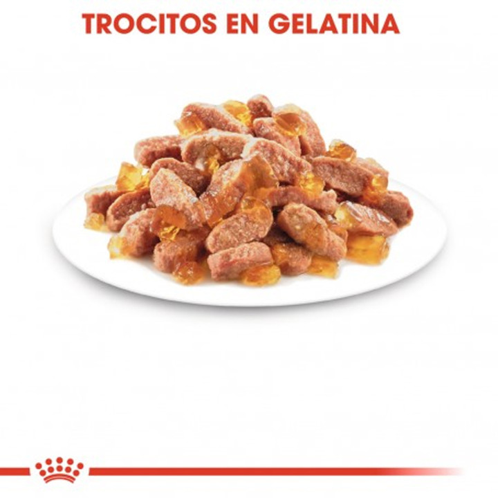 Royal Canin Kitten Sterilised gelatina - Kompymascotas