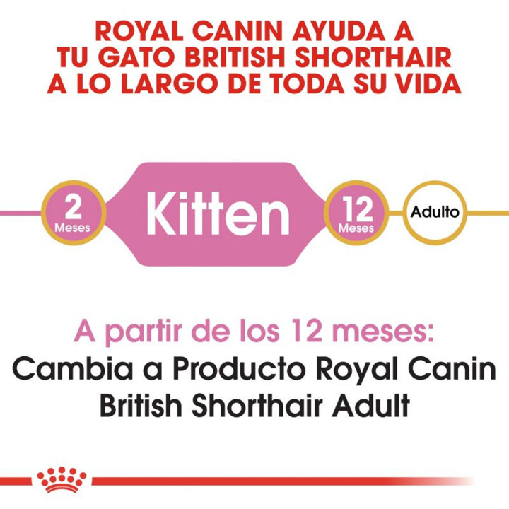 Royal Canin Kitten British Shorthair - Kompymascotas