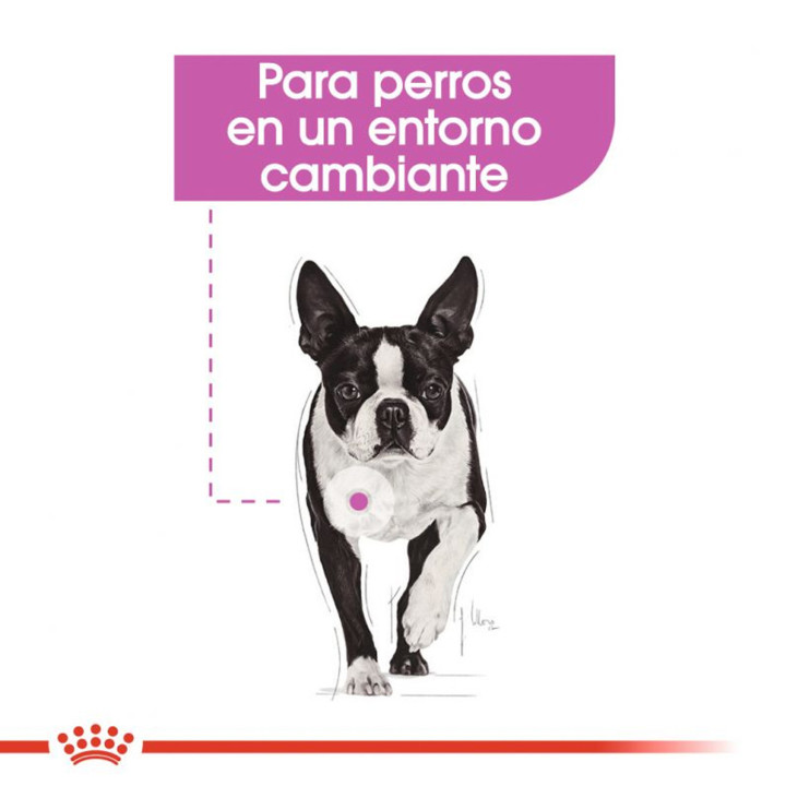 Royal Canin Mini relax Care - Kompymascotas