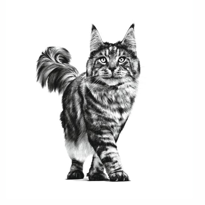 Pienso veterninario Royal Canin para gatos Hypoallergenic - Kompymascotas