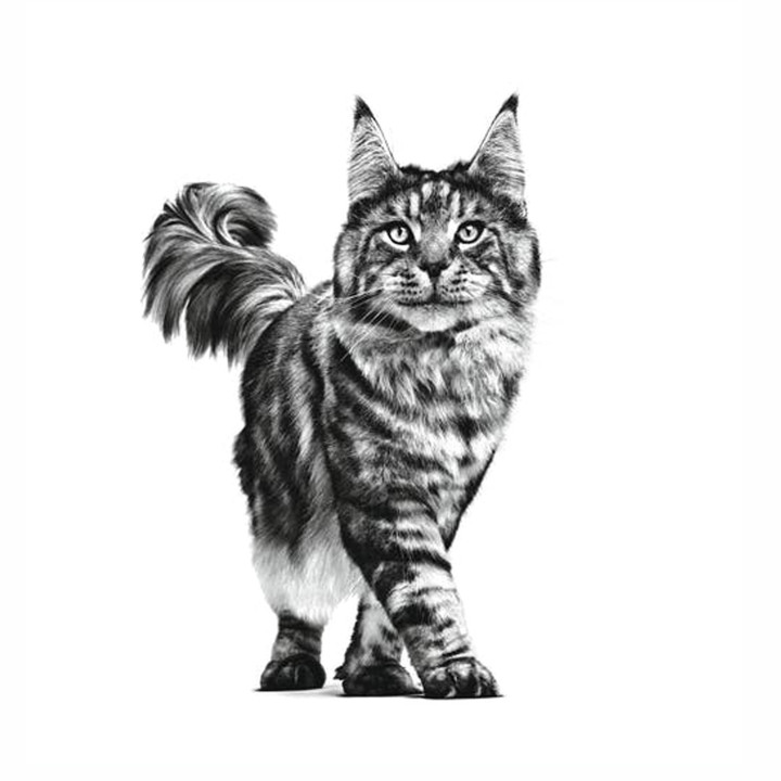 Pienso veterninario Royal Canin para gatos Gastro Intestinal - Kompymascotas