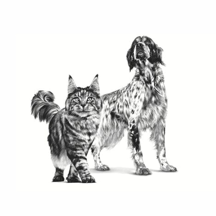 Latas para perros de Royal Canin Recovery, comida húmeda - Kompymascotas