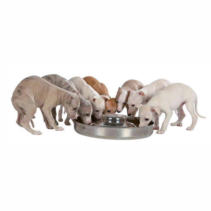 Comedero para cachorros en acero inoxidable