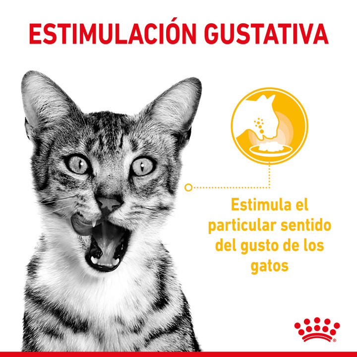Royal Canin Sensory Taste Salsa - Kompymascotas