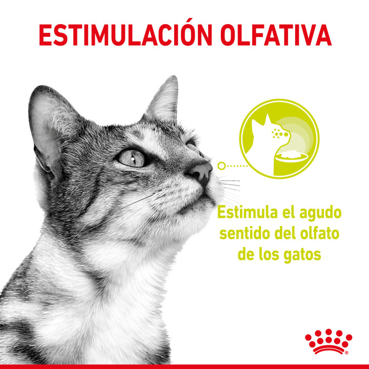 Royal Canin Sensory Smell - Kompymascotas