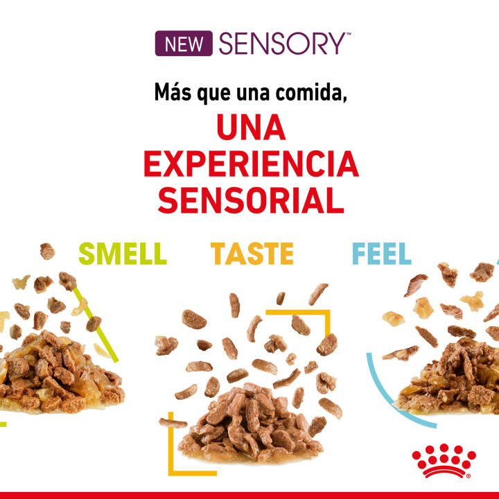 Royal Canin Sensory Smell - Kompymascotas