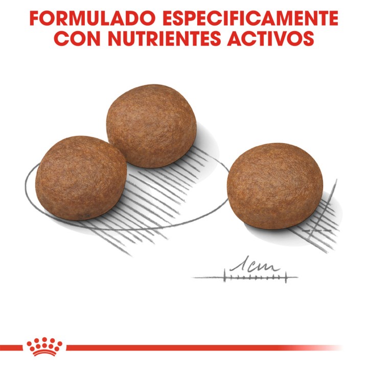 Royal Canin Medium Digestive Care Pienso para perros - Kompymascotas
