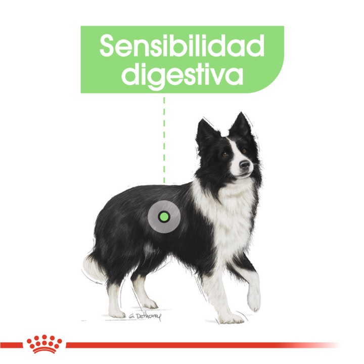 Royal Canin Medium Digestive Care Pienso para perros - Kompymascotas