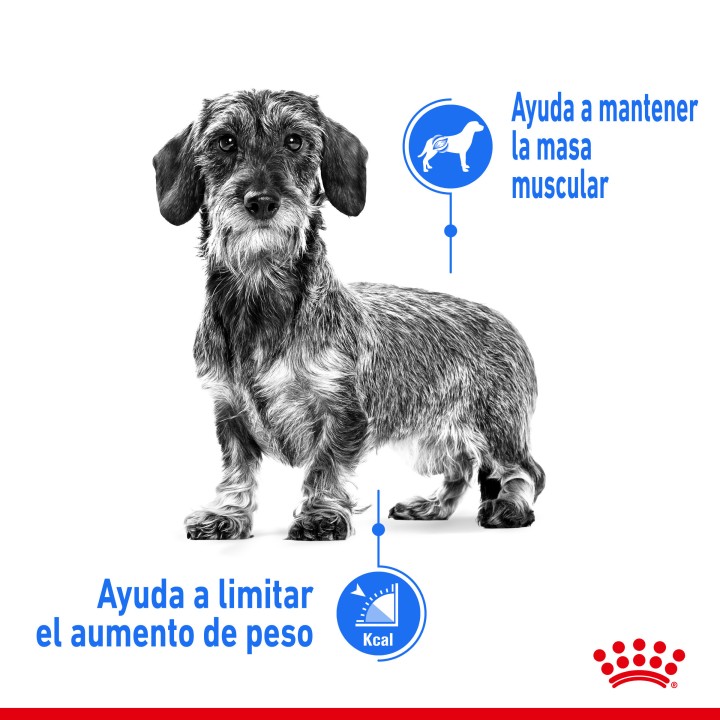 Royal Canin Mini Light Weight Care Pienso para perros - Kompymascotas
