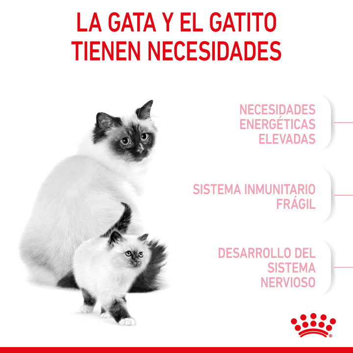 Royal Canin Mother&Babycat pienso para gatito – Kompymascotas