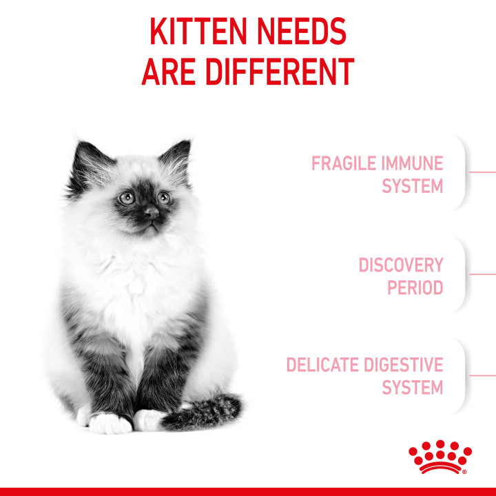 Royal Canin Kitten pienso para gatitos – Kompymascotas