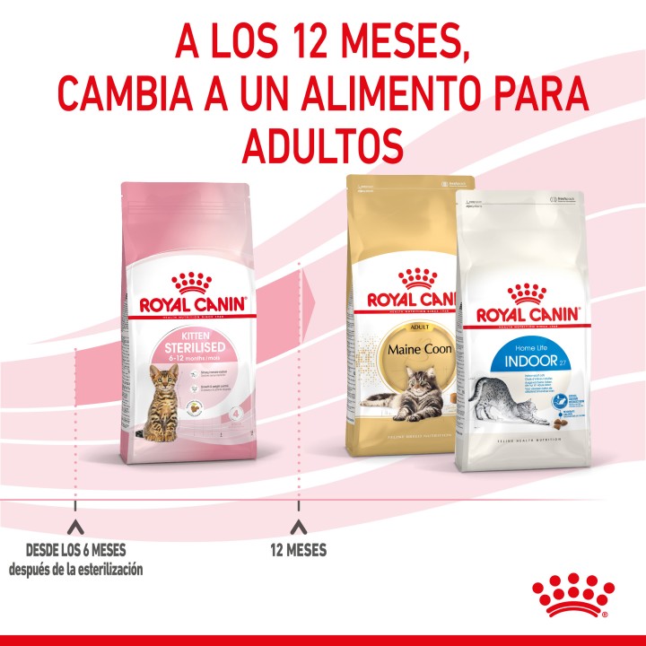Royal Canin Kitten Sterilised pienso para gatito - Kompymascotas
