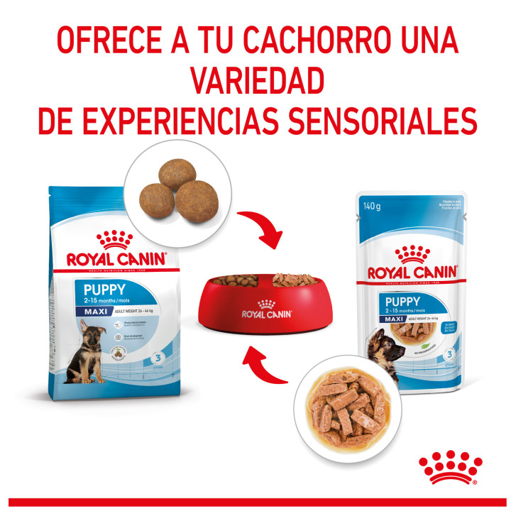 Royal Canin Maxi Puppy comida húmeda para cachorro de razas tamaño grande