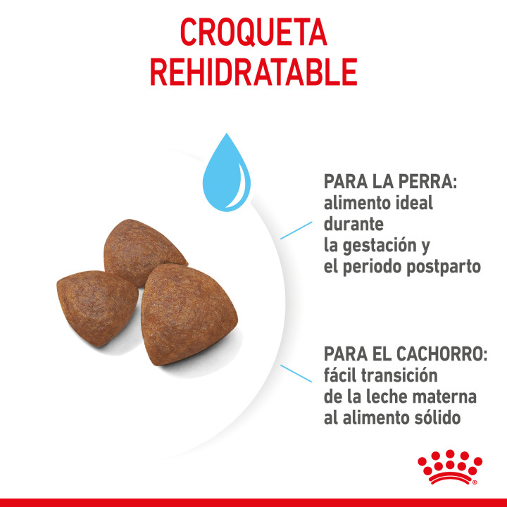 Royal Canin Medium Starter Mother&Babydog pienso para cachorro - Kompymascotas