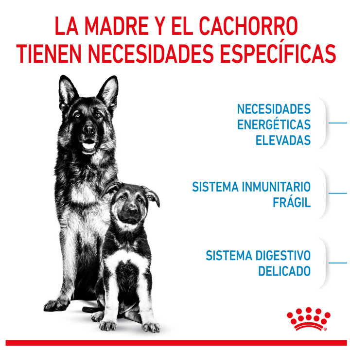 Royal Canin Maxi Starter Mother&Babydog pienso para cachorro -Kompymascotas