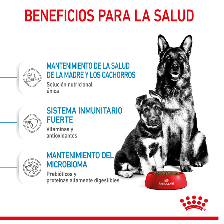 Royal Canin Maxi Starter Mother&Babydog pienso para cachorro -Kompymascotas