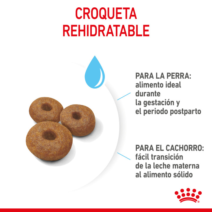 Royal Canin Maxi Starter Mother&Babydog pienso para cachorro -Kompymascotas