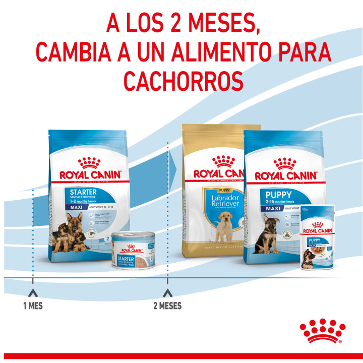 Royal Canin Maxi Starter Mother&Babydog pienso para cachorro -Kompymascotas