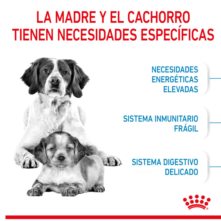 Royal Canin Medium Starter Mother&Babydog pienso para cachorro - Kompymascotas