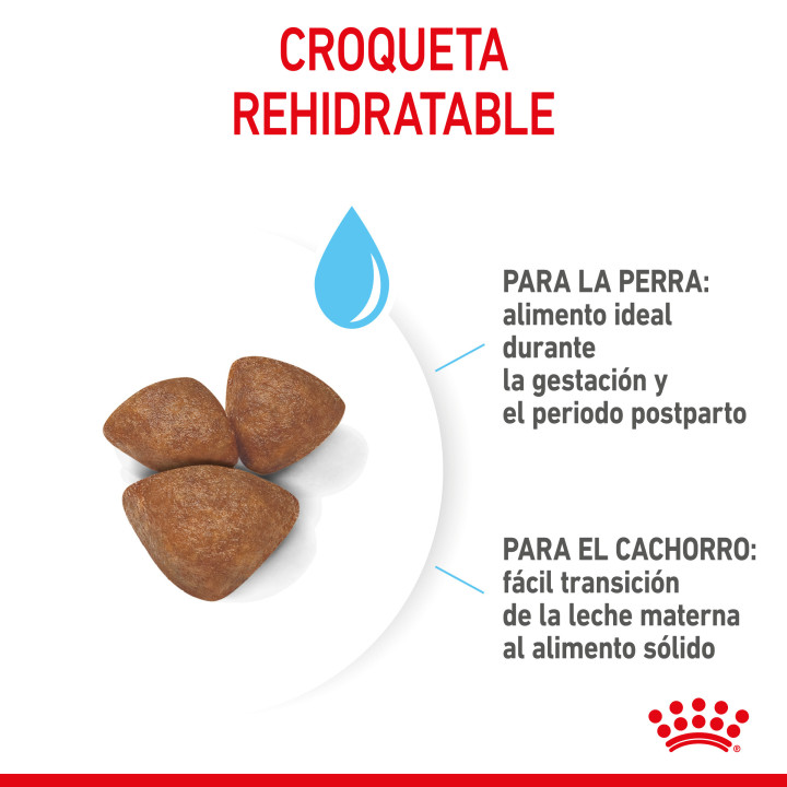 Royal Canin Mini Starter Mother&Babydog pienso para cachorro - Kompymascotas