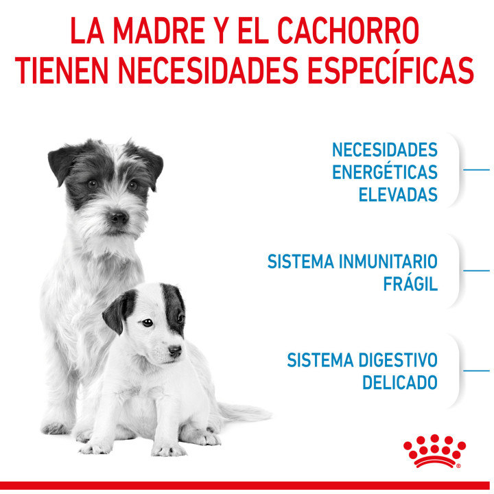 Royal Canin Mini Starter Mother&Babydog pienso para cachorro - Kompymascotas