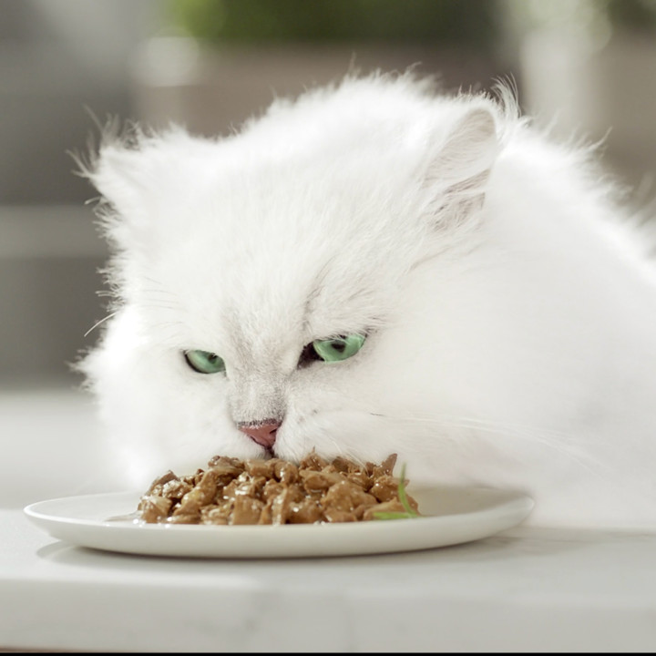 PURINA GOURMET Mon Petit Pescado, Comida húmeda para gatos - Kompymascotas