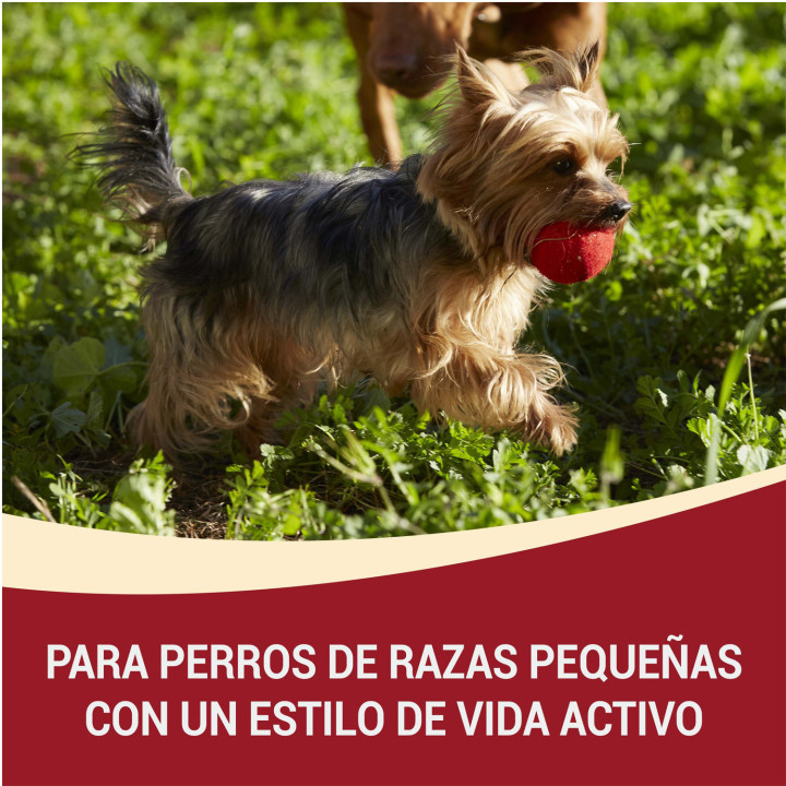 Purina One Mini Active Pollo y Arroz, Pienso y Comida Húmeda - Kompymascotas