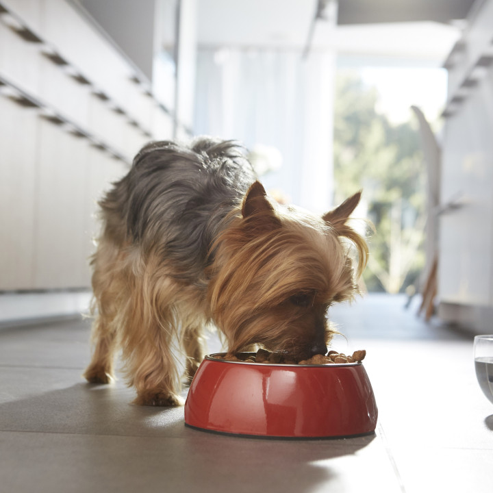 Purina One Mini Delicate Salmón y Arroz , Pienso y Comida Húmeda - Kompymascotas