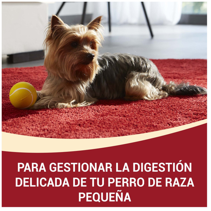 Purina One Mini Delicate Salmón y Arroz , Pienso y Comida Húmeda - Kompymascotas
