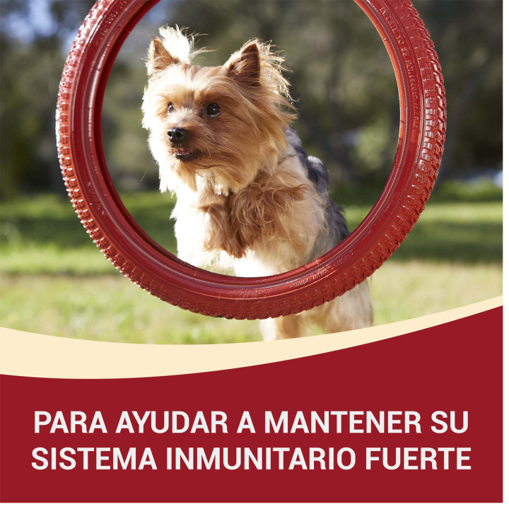 ONE MINI Perro Mini Adulto Buey y Arroz, Pienso para perros - Kompymascotas