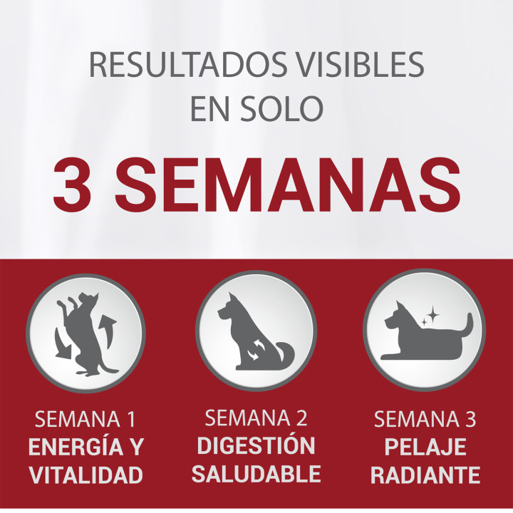 Pienso Purina One Perro Junior Pollo y Arroz - Kompymascotas