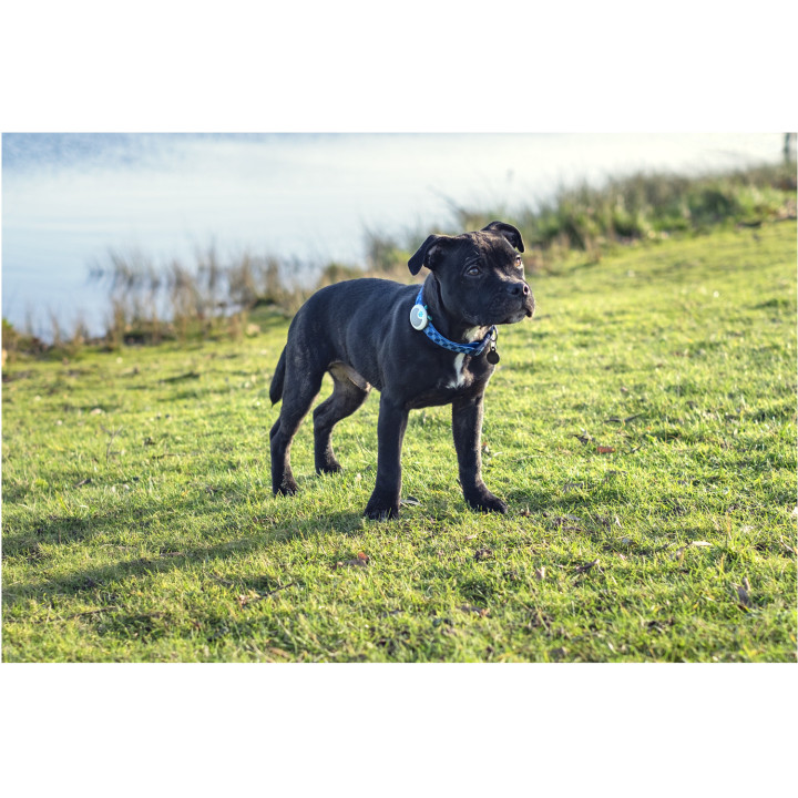 Animo Monitor de comportamiento y actividad - kompymascotas.com