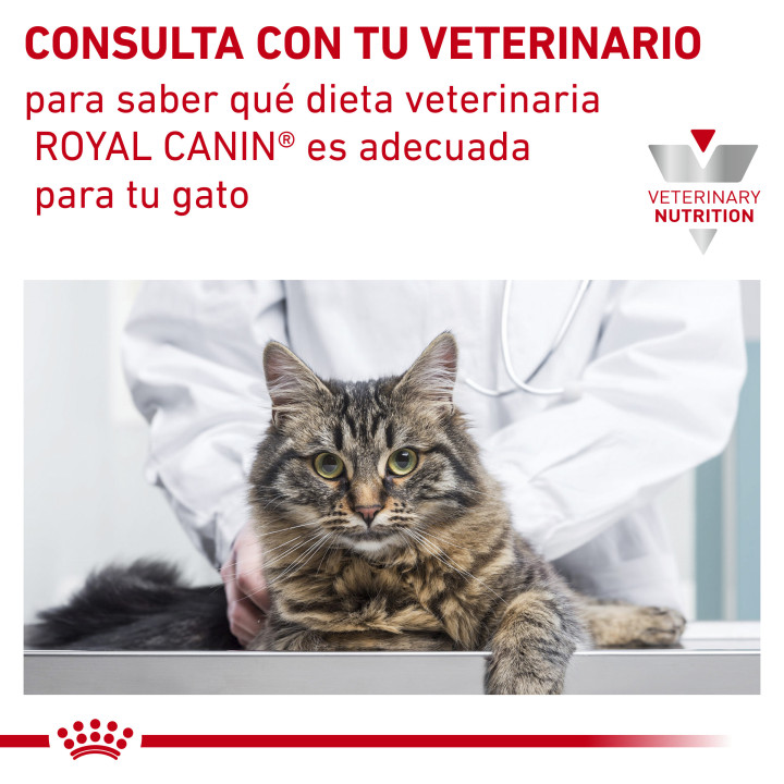 Royal Canin Anallergenic AN 24, Pienso para gatos - Kompymascotas
