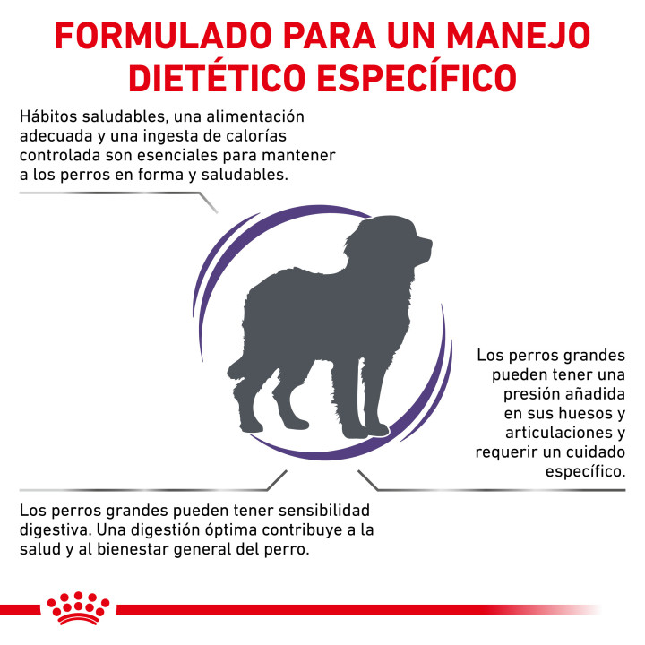 Royal Canin Adult Large Dog, pienso para perros - Kompymascotas
