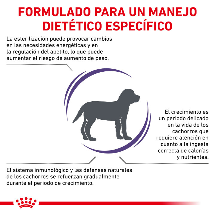 Royal Canin Neutered Junior, piensos para perro - Kompymascotas