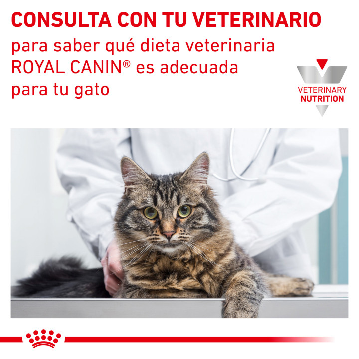 Royal Canin Urinary S/O Feline comida húmeda para gatos - Kompymascotas