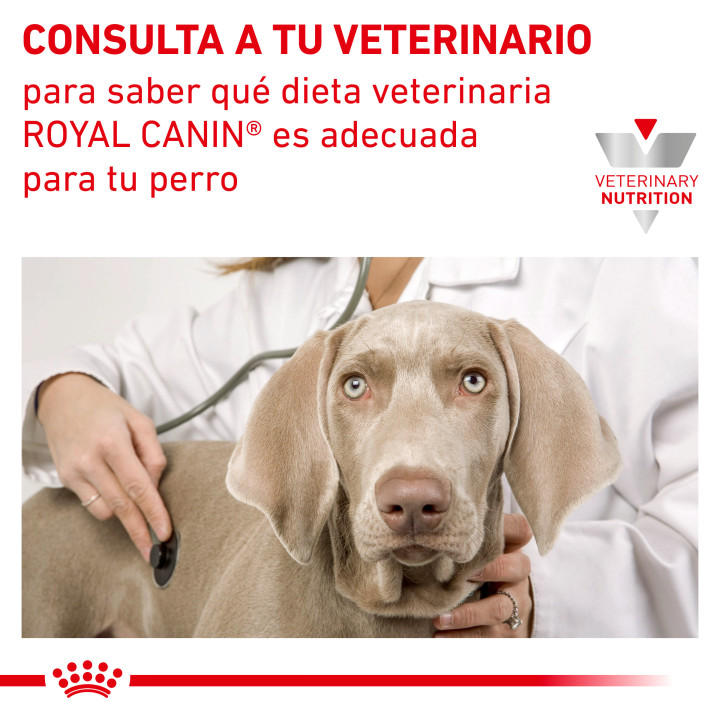 Royal Canin Diabetic Special Low Carbohydrate, comida húmeda - Kompymascotas
