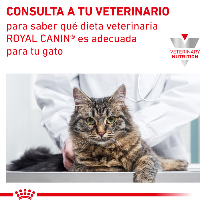 Royal Canin Veterinary Diet Renal Special , Pienso para gatos - Kompymascotas