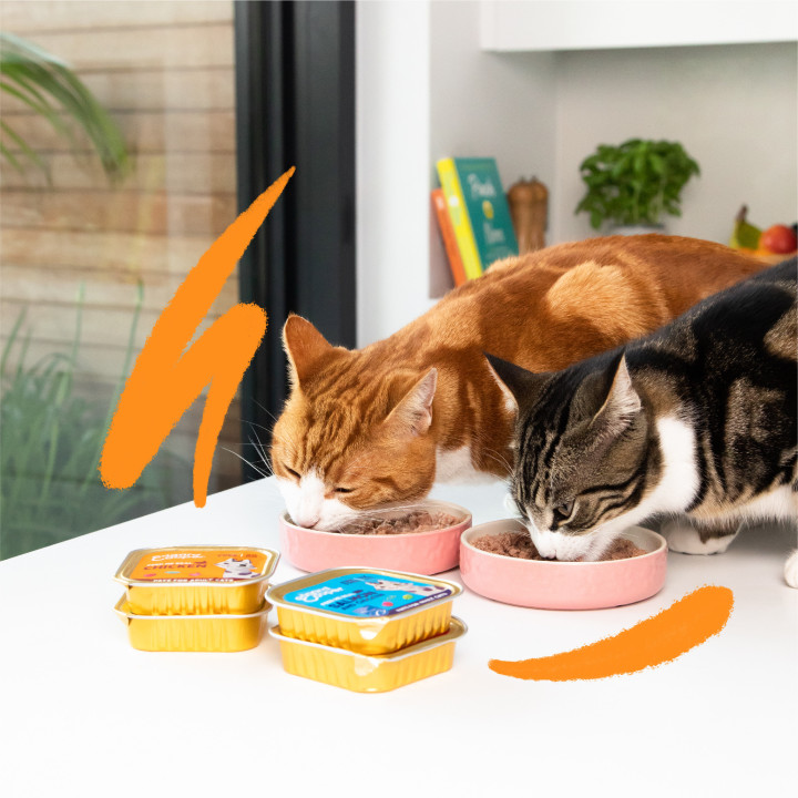 Paté de salmón y pollo sin cereales para gatos Edgard & Cooper