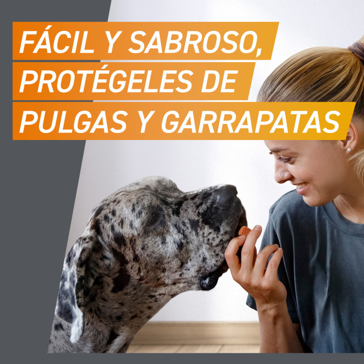 FrontPro Comprimidos Antiparasitarios Masticables - Kompymascotas