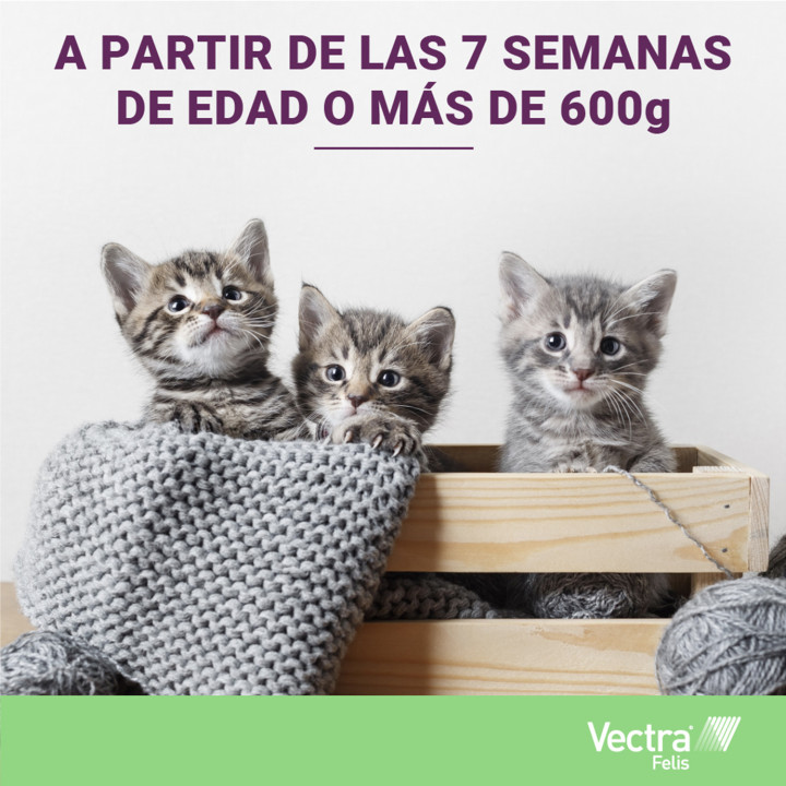 Vectra Felis Pipeta antiparasitaria para gatos - Kompymascotas