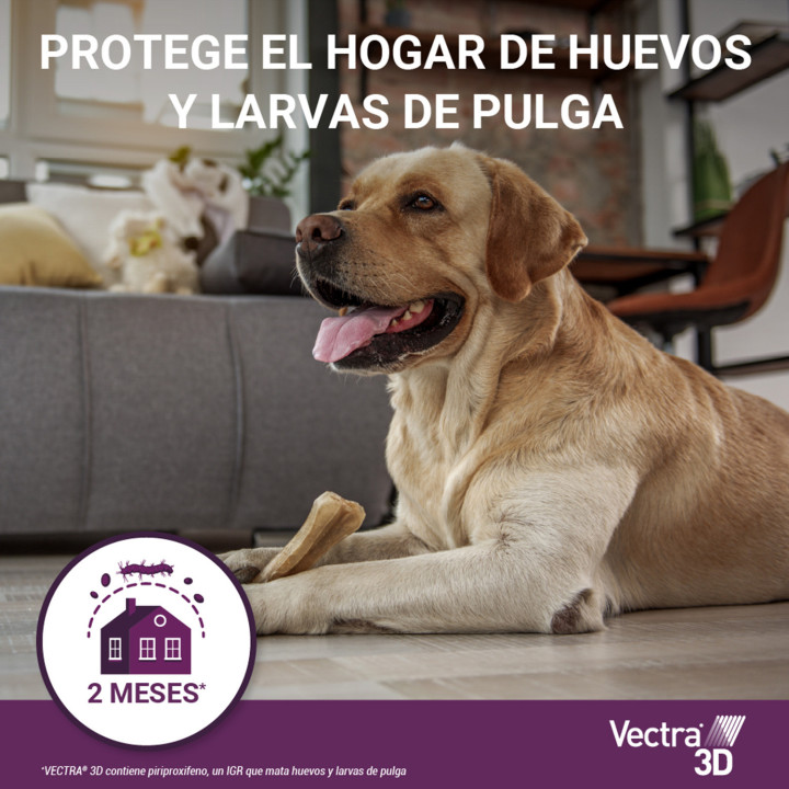 Pipeta para perros contra pulgas, garrapatas, flobotomos y mosquito