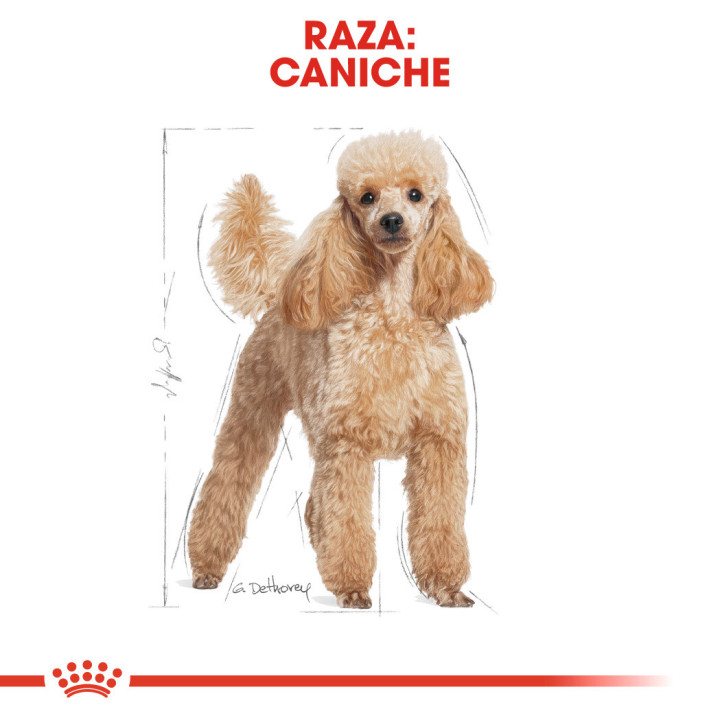 Royal Canin Poodle Adult Dog Alimento húmedo