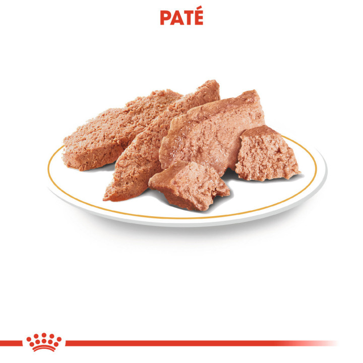 Royal Canin Poodle Adult Dog Alimento húmedo