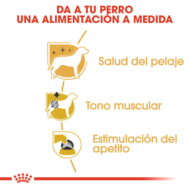 Royal Canin Poodle Adult Dog Alimento húmedo