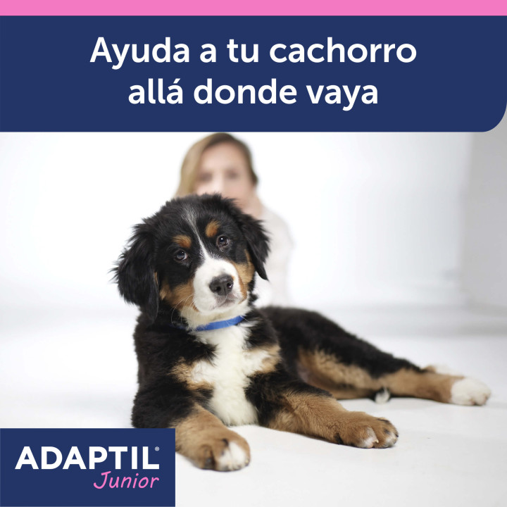 Ayuda a tu perro a sentirse seguro y protegido en todo momento